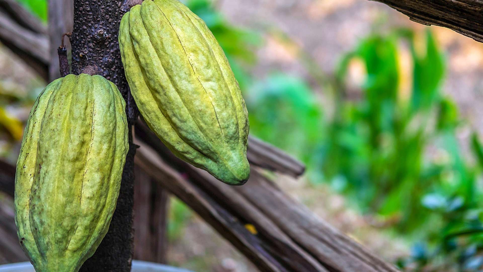 Raw Cocoa – The Sweet Science of Cocoa