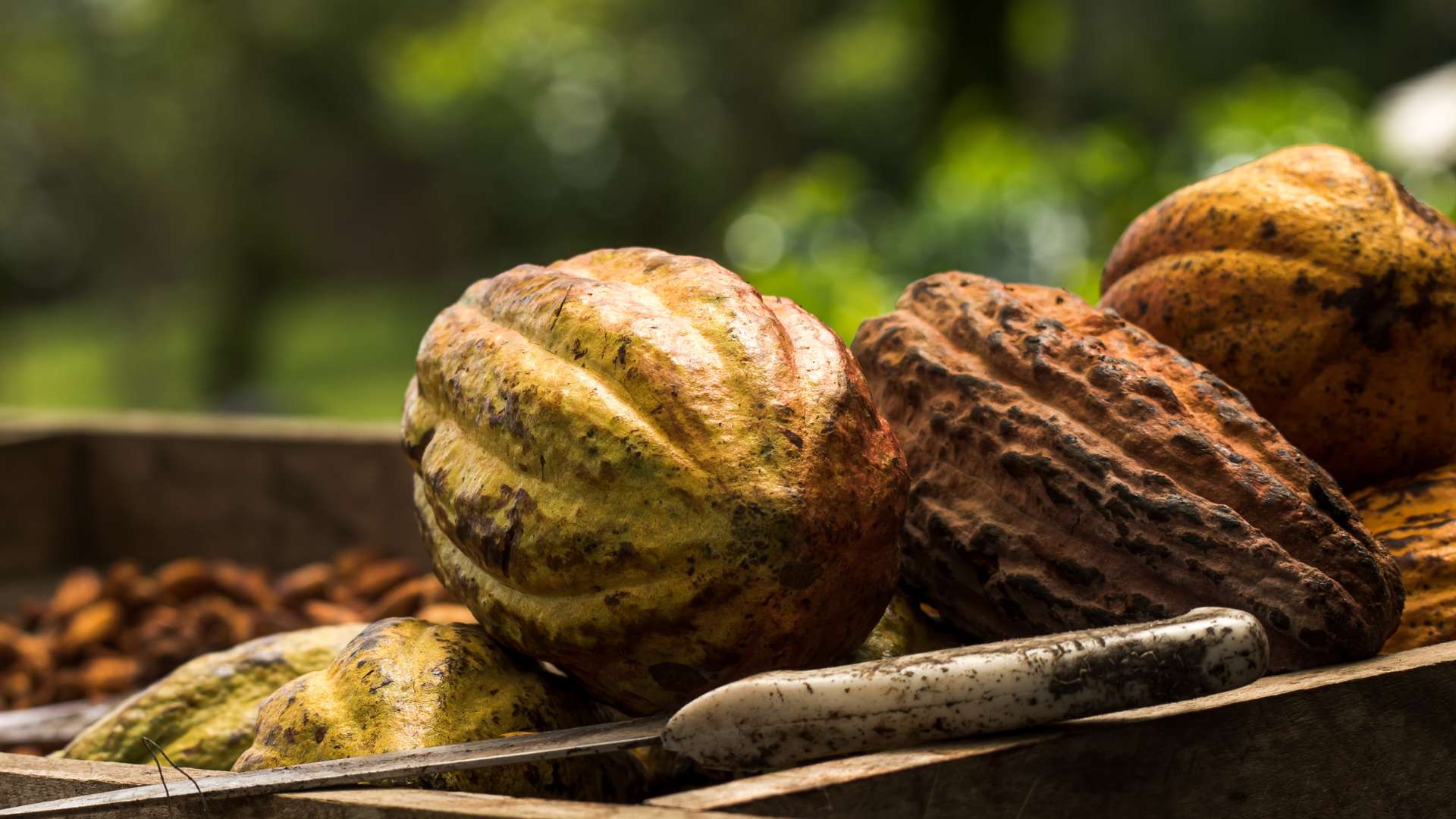 Cocoa Oil – The Sweet Science of Cocoa